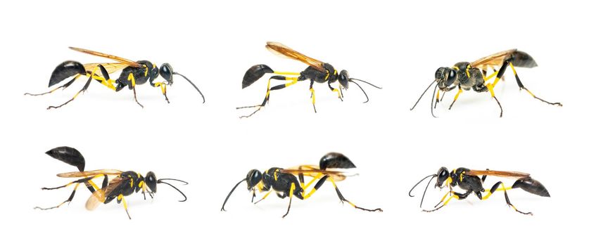 Group of mud dauber wasp(Sphecidae) isolated on white background. Insect. Animal.