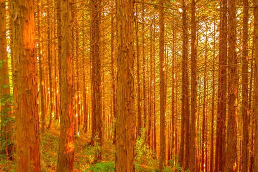 Image of autumn leaves of Takao Mountain. Shooting Location: Tokyo metropolitan area