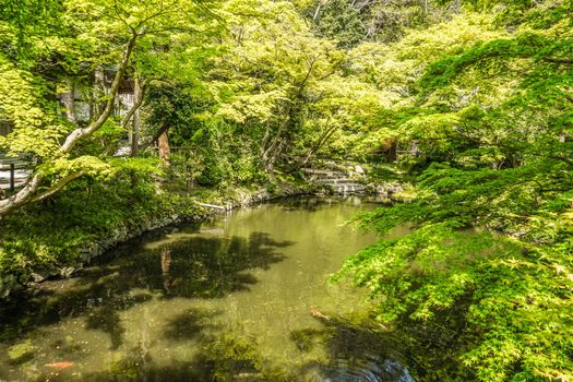 Yanagihara Kaike early summer. Shooting Location: Kamakura City, Kanagawa Prefecture