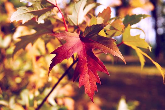 a tree or shrub with lobed leaves, winged fruits, and colorful autumn foliage, grown as an ornamental or for its timber or syrupy sap. Autumn bright maple leaves in sunny day on brown forest.