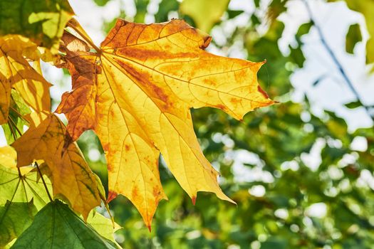 a tree or shrub with lobed leaves, winged fruits, and colorful autumn foliage, grown as an ornamental or for its timber or syrupy sap. Autumn orange maple leaves close up in sunny day and blue sky