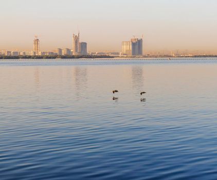birds flying above the water surface