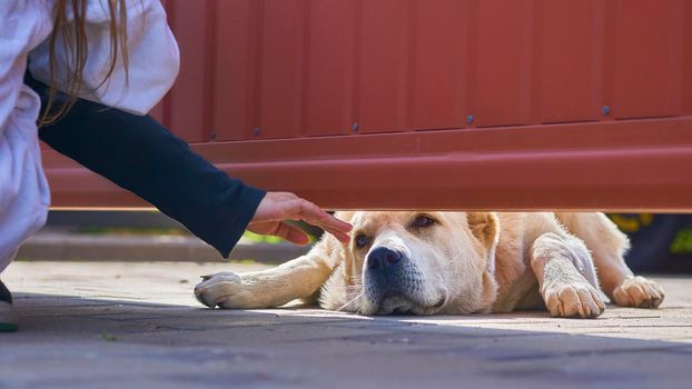 watch over in order to protect or control. A big sad guard dog allows himself to be stroked by a small child from behind the fence. High quality photo