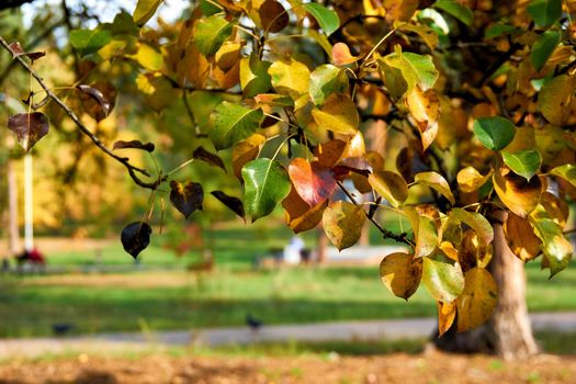 a yellowish or brownish green edible fruit that is typically narrow at the stalk and wider toward the base. Autumn red yellow green pear leaves and trunk in the distance.