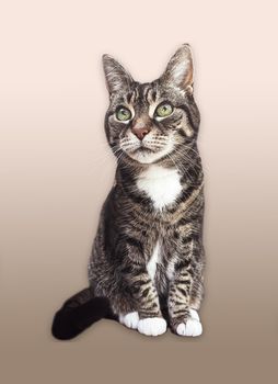 Beautiful female tabby cat, lovely adorable pet, studio portrait