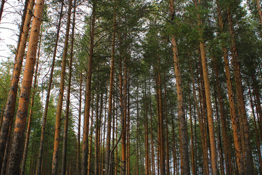 Large coniferous trees in the forest. Beauty of nature. Forest background.