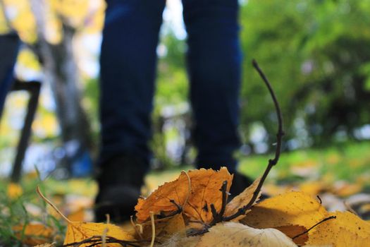 Women's legs in blue jeans and black sneakers against the background of autumn yellow-orange leaves. Blurred background.