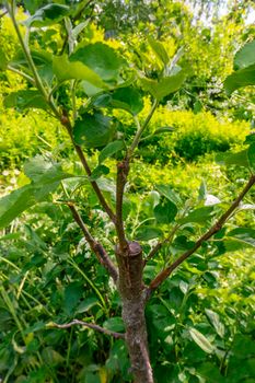 Gardening. Graft an apple tree. Green sprouts of a grafted apple. Successful grafting fruit tree. High quality photo