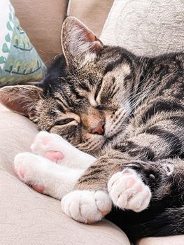 Beautiful female tabby cat at home, adorable domestic pet portrait, close-up