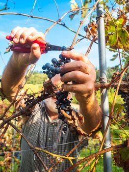 old bearded man harvesiting for wine production