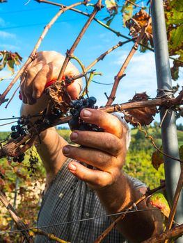 old bearded man harvesiting for wine production