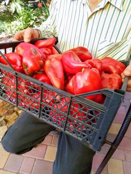 a box with a large crop of sweet red peppers in the garden ,raw vegetables, High quality photo