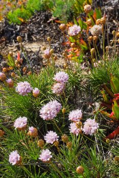 Gently pink flowers of Armeria maritima on the ocean coast close up
