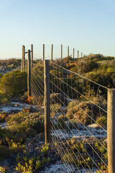Sandy trail among thickets of succulents along a metal fence near Praia da Fonte do Cortico. Evening landscape
