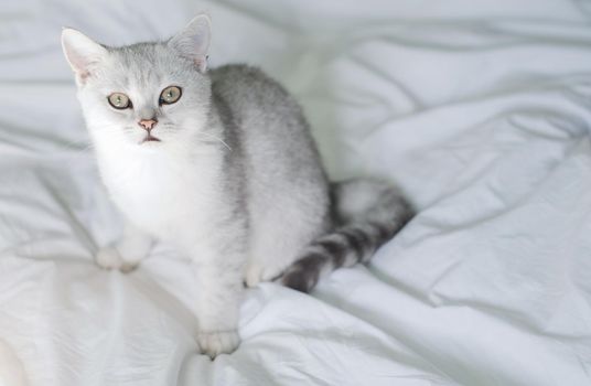 small kitten Scottish straight white with gray stripes is washed in a white bed in the early morning, copy space. High quality photo