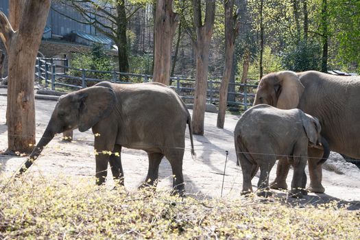 baby elephant drinking milk from mom in green zoo wuppertal in germany on a spring sunny day. High quality photo