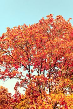 Seasonal travel, retro backdrop and rural environment concept - Beautiful autumn landscape background, vintage nature scene in fall season