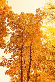 Seasonal travel, retro backdrop and rural environment concept - Beautiful autumn landscape background, vintage nature scene in fall season