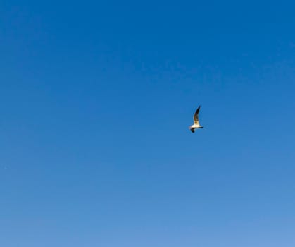Shot of a seagull flying in the blue sky.