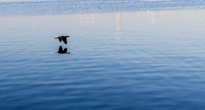 Shot of a black bird flying over the water surface.