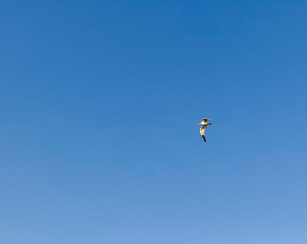 Shot of a seagull flying in the blue sky.
