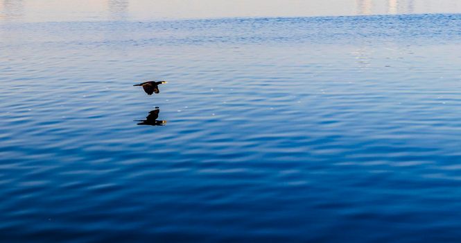 Shot of a black bird flying over the water surface.