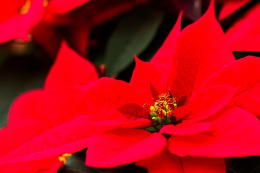 Bright poinsettias for the Christmas/holiday season.