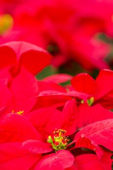 Bright poinsettias for the Christmas/holiday season.