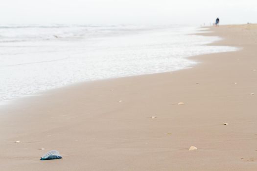 Portuguese Man O War Jellyfish on the beach of South padre, TX.