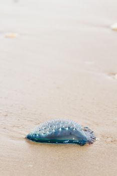 Portuguese Man O War Jellyfish on the beach of South padre, TX.