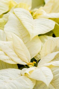 Bright poinsettias for the Christmas/holiday season.