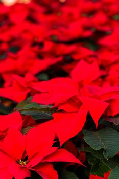 Bright poinsettias for the Christmas/holiday season.