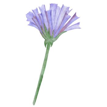 Blue Flower Isolated on White Background. Blue Flower Element Drawn by Color Pencil.