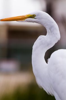 Snowy egret in natural habitat on South Padre Island, TX.