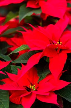 Bright poinsettias for the Christmas/holiday season.