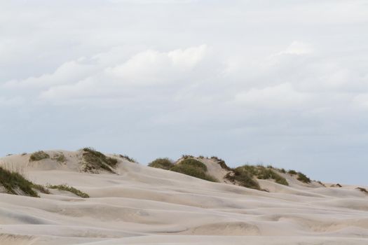 Coastal dunes of South Padre Island, TX.