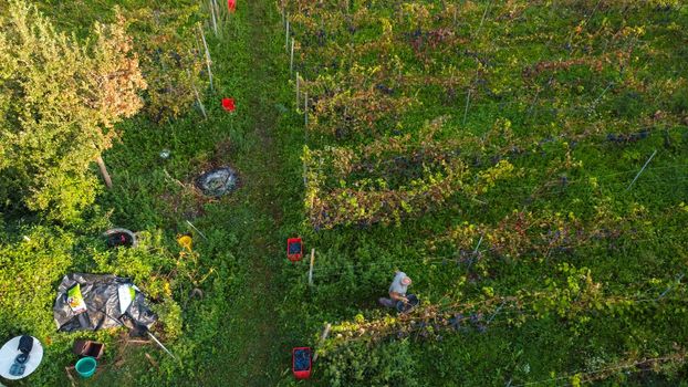 Grape harvesting in Arda Valley, Piacenza, Italy