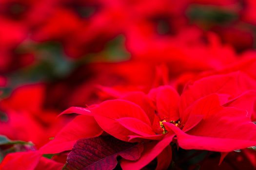 Bright poinsettias for the Christmas/holiday season.