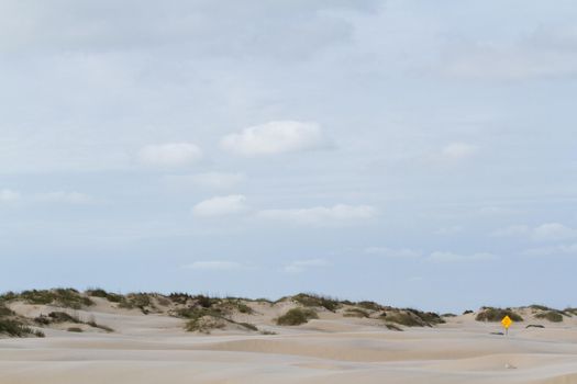 Coastal dunes of South Padre Island, TX.