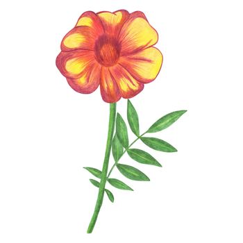 Red Marigold with Green Leaves Isolated on White Background. Marigold Flower Element Drawn by Color Pencil.