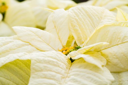 Bright poinsettias for the Christmas/holiday season.