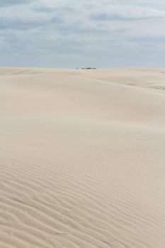 Coastal dunes of South Padre Island, TX.