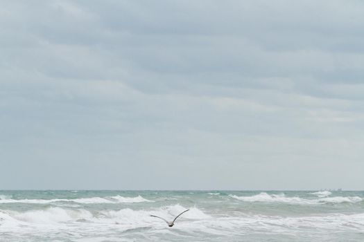 Brown pelicans near the shore of South Padre island, TX.