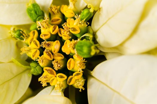 Bright poinsettias for the Christmas/holiday season.