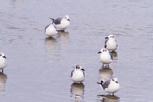 Seaulls on coastal water near South Padre Island, TX.