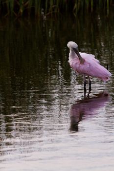 Roseate spoonhill in natural habitat on South Padre Island, TX.