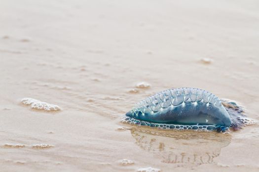 Portuguese Man O War Jellyfish on the beach of South padre, TX.