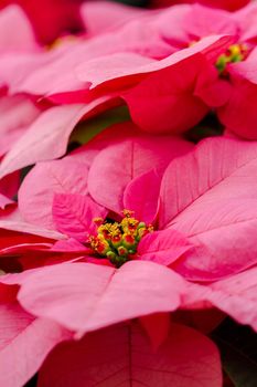 Bright poinsettias for the Christmas/holiday season.