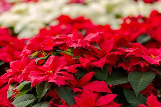 Bright poinsettias for the Christmas/holiday season.