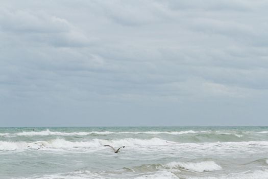 Brown pelicans near the shore of South Padre island, TX.